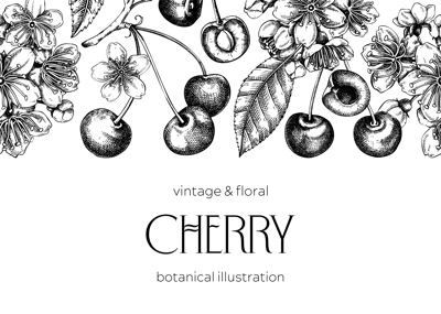 Berry fruit background. Cherry berries, leaves, flowers sketches. Cherry blossom hand-drawn vector illustration. Floral frame design. NOT AI genereted